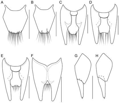 Image de Bolitogyrus tortifolius Brunke 2014