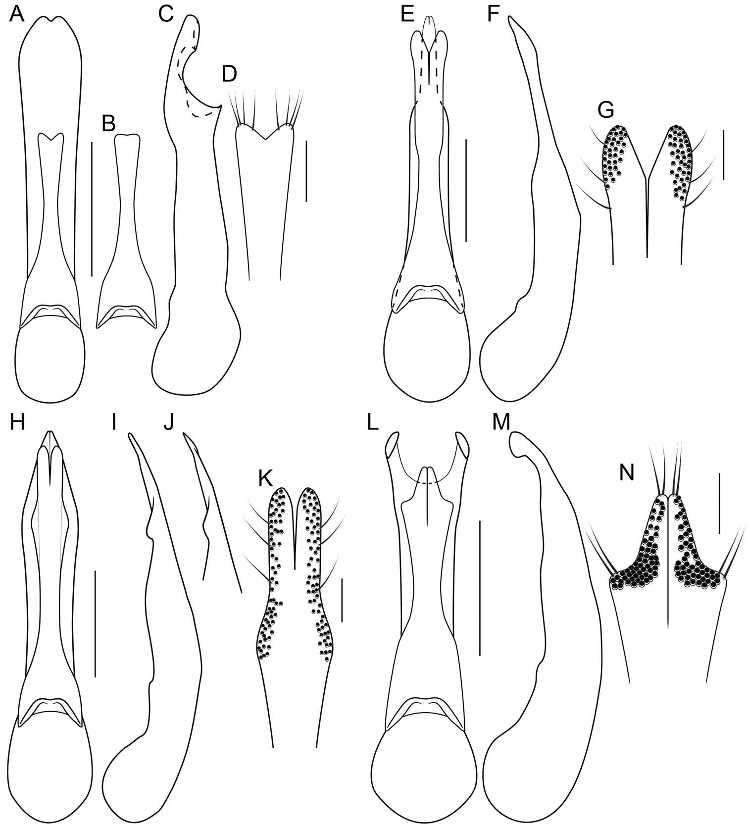 Image of Bolitogyrus cornutus Brunke 2014