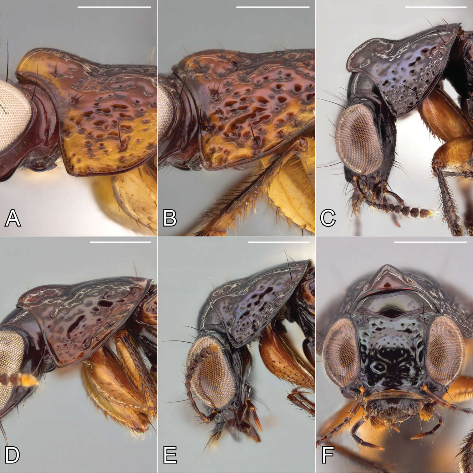 Plancia ëd Bolitogyrus bufo Brunke 2014