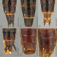 Plancia ëd Bolitogyrus bufo Brunke 2014