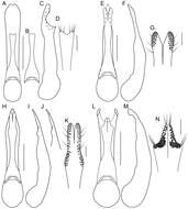 Plancia ëd Bolitogyrus bufo Brunke 2014