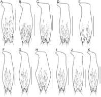 Plancia ëd Bolitogyrus bufo Brunke 2014