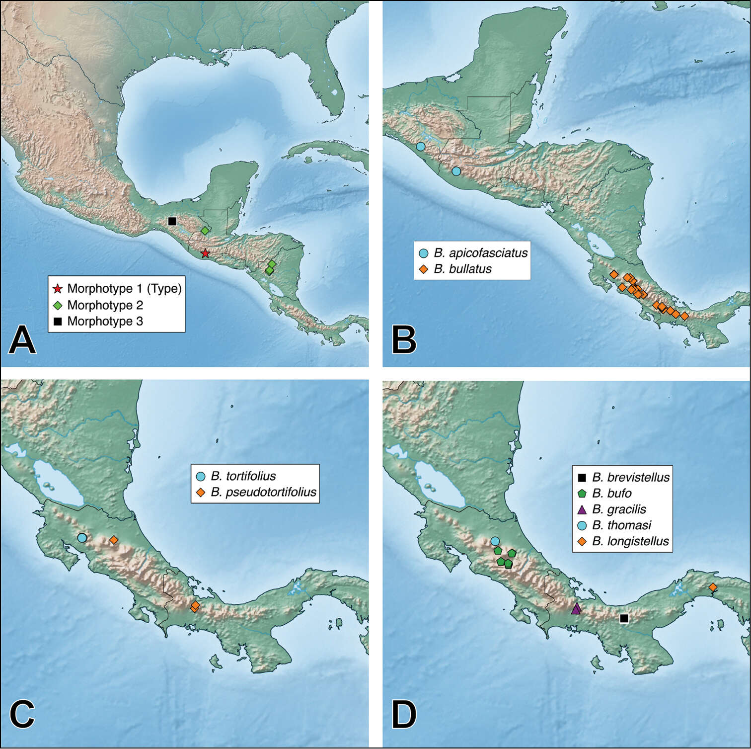 Plancia ëd Bolitogyrus bufo Brunke 2014