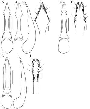 Plancia ëd Bolitogyrus longistellus Brunke 2014