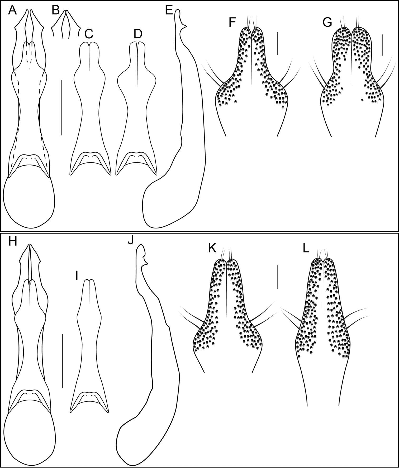 Image of Bolitogyrus falini Brunke 2014