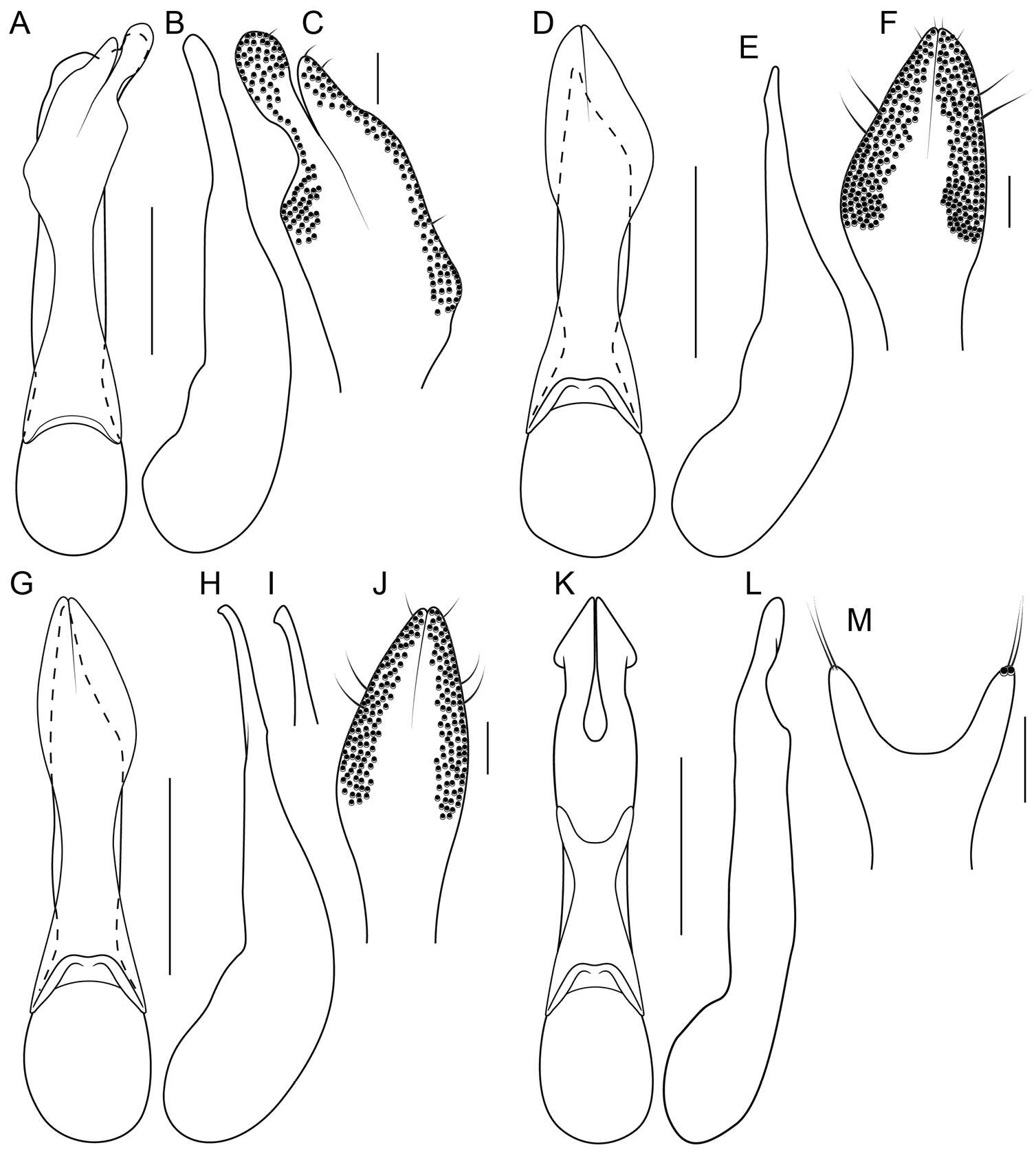 Image of Bolitogyrus inexspectatus Brunke 2014