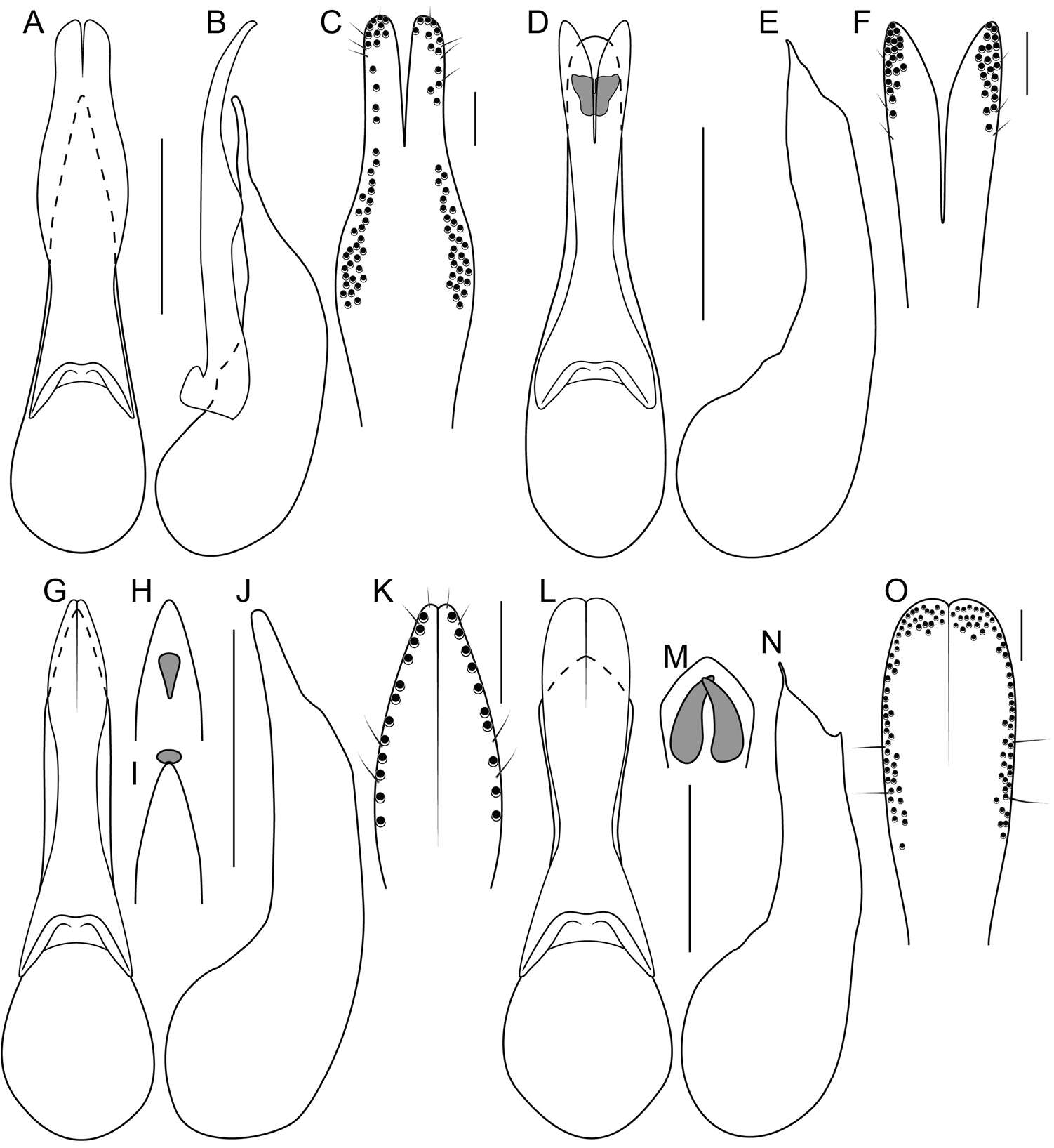 Image of Bolitogyrus strigifrons (Wendeler 1928)