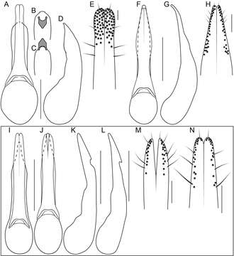 Bolitogyrus viridescens Brunke 2014的圖片