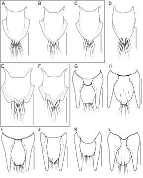 Bolitogyrus viridescens Brunke 2014的圖片