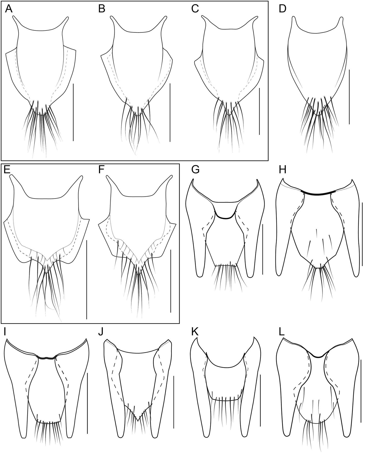 Image of Bolitogyrus viridescens Brunke 2014