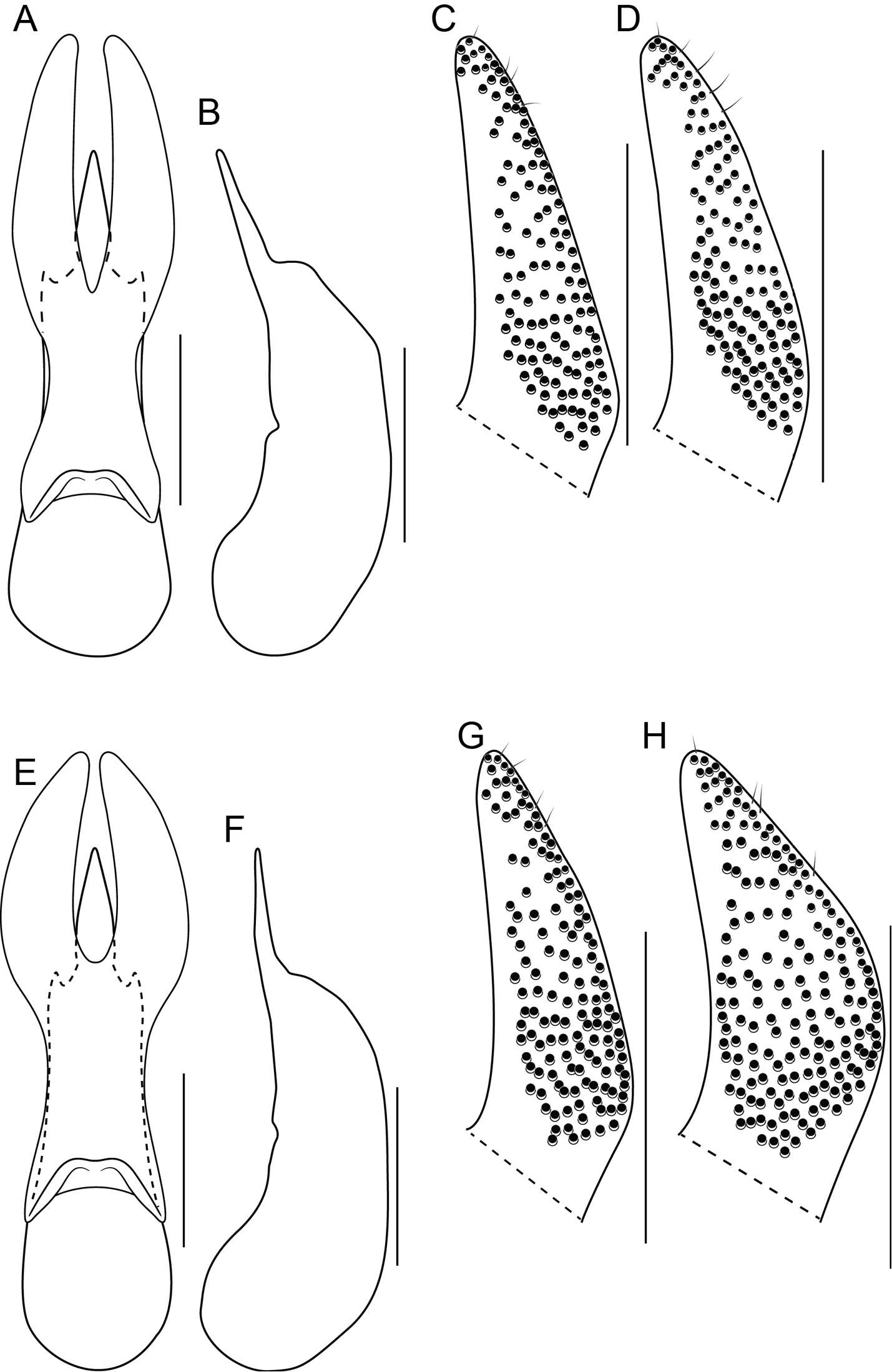 Image of Bolitogyrus buphthalmus (Erichson 1840)