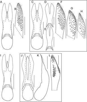 Bolitogyrus bechyneorum (Scheerpeltz 1974)的圖片