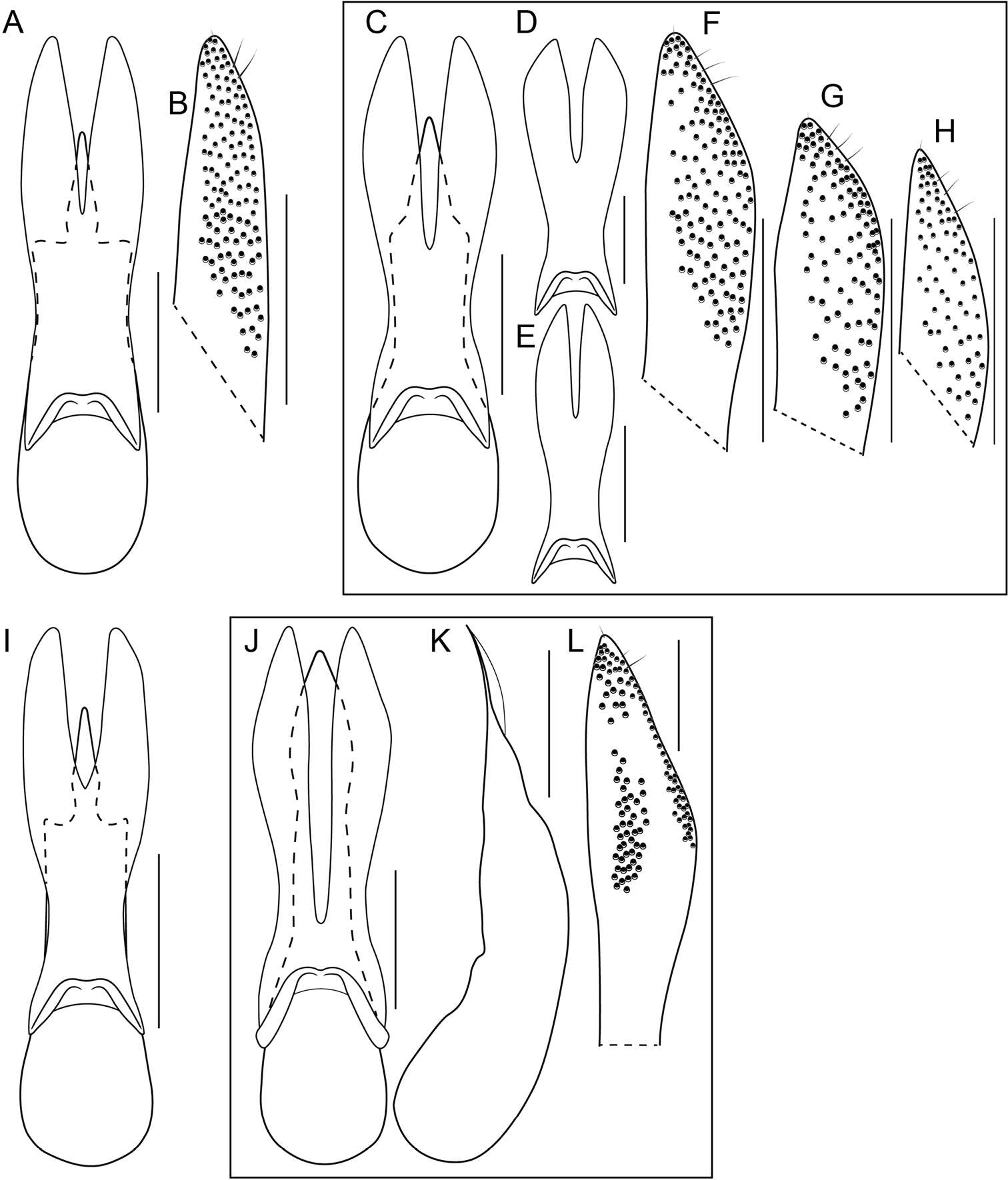 صورة Bolitogyrus bechyneorum (Scheerpeltz 1974)