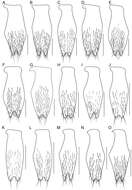 صورة Bolitogyrus bechyneorum (Scheerpeltz 1974)