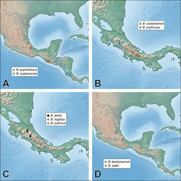 صورة Bolitogyrus bechyneorum (Scheerpeltz 1974)