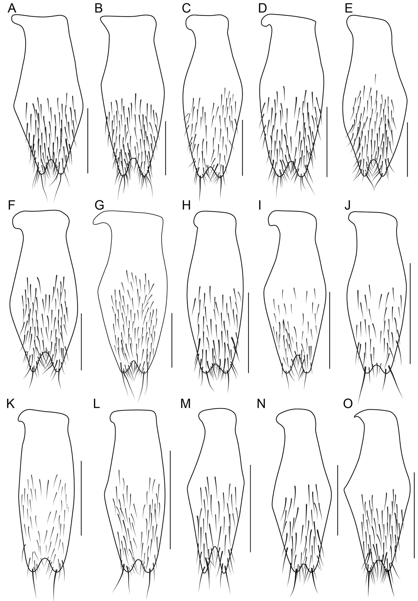 Image of Bolitogyrus buphthalmus (Erichson 1840)