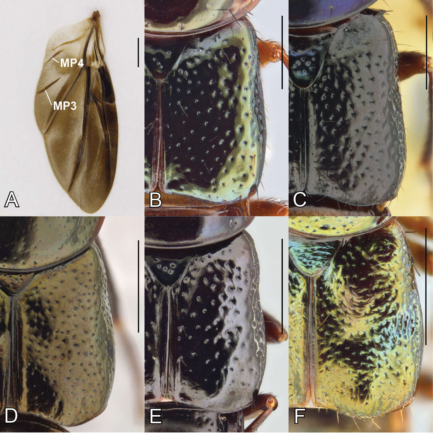 صورة Bolitogyrus fulgidus (Sharp 1884)