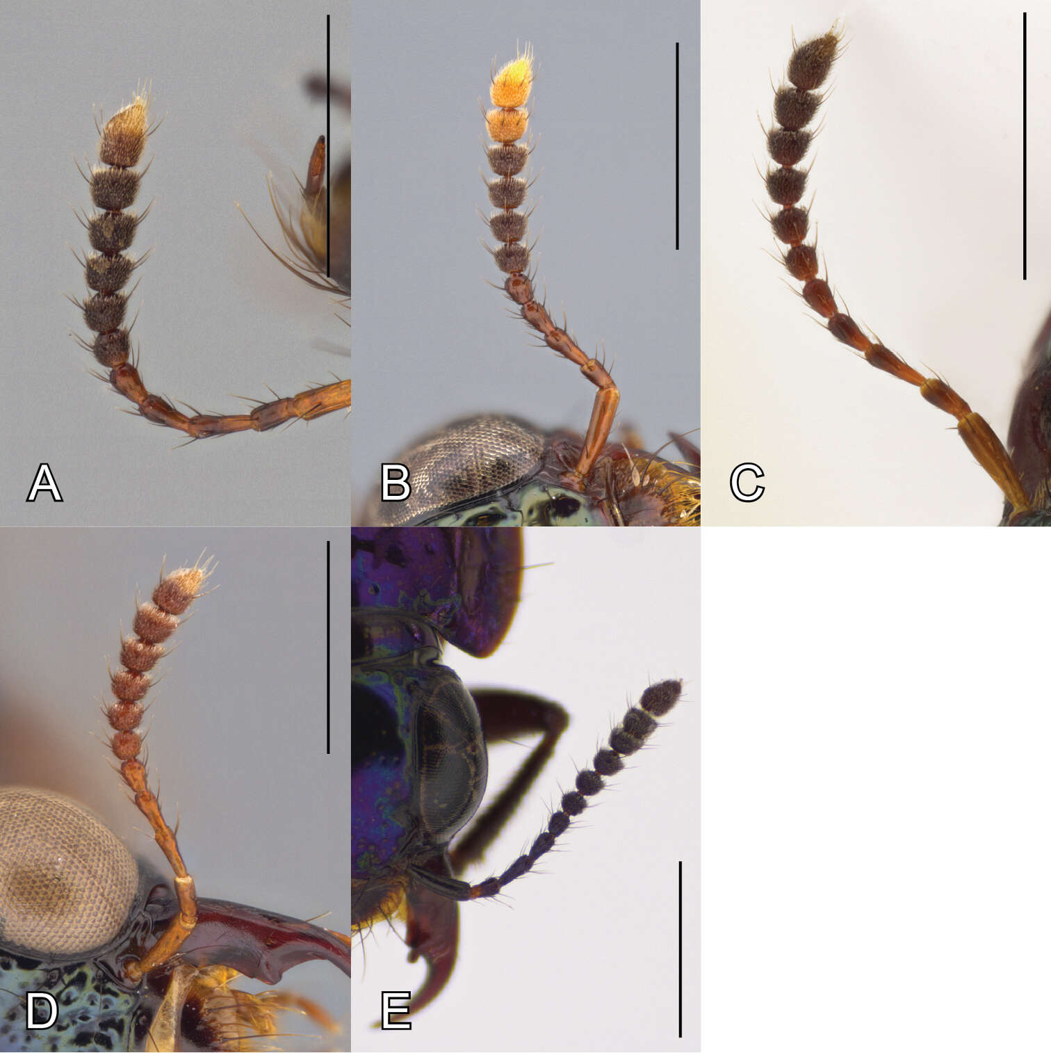 صورة Bolitogyrus pulchrus Brunke 2014