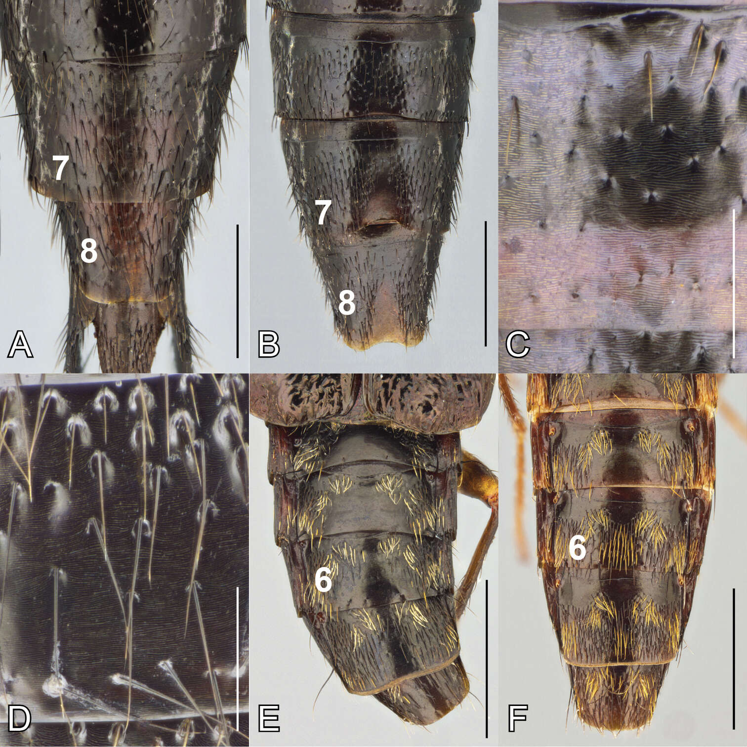 صورة Bolitogyrus pulchrus Brunke 2014