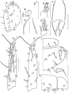 Image of Baculentulus