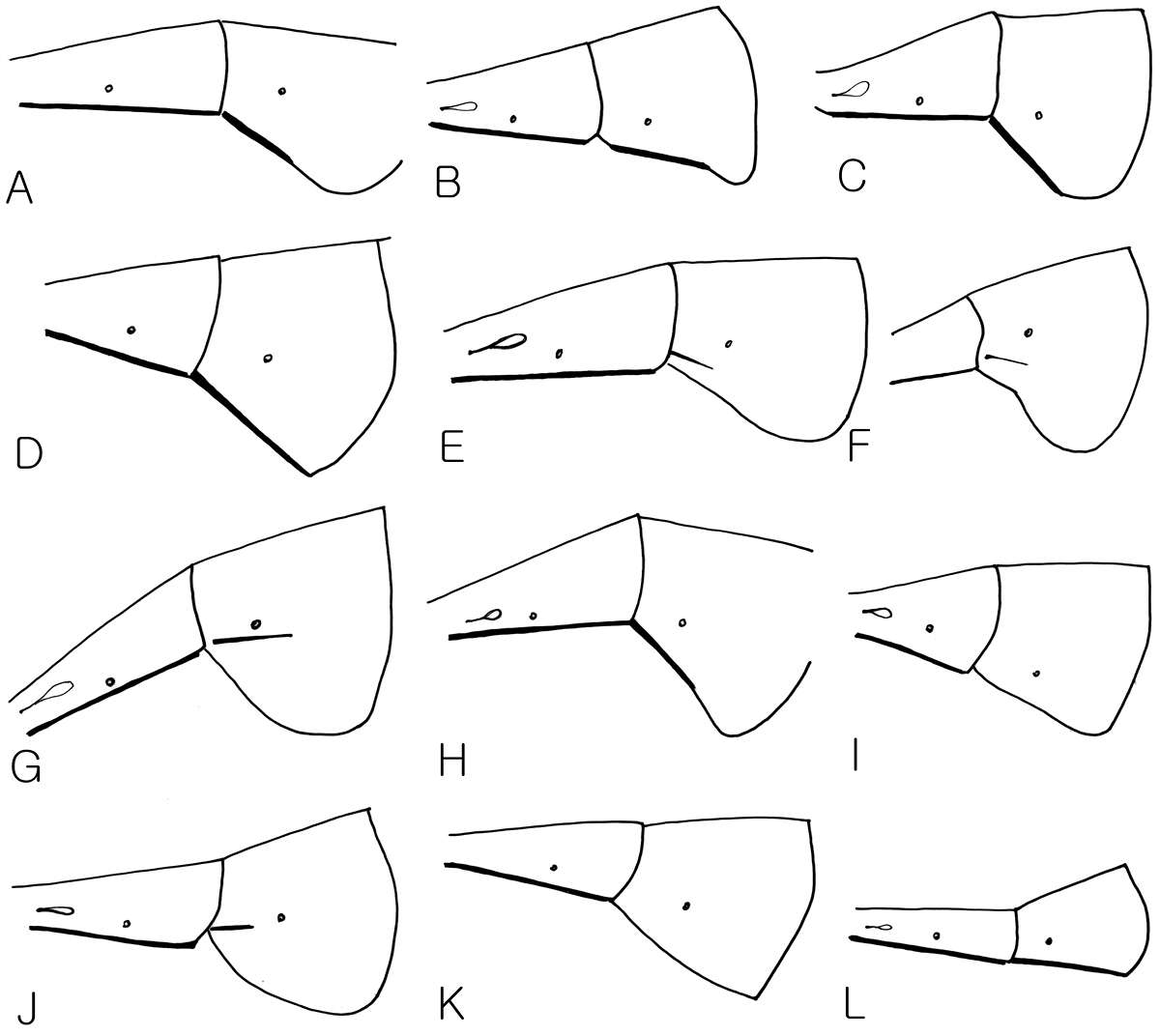 Image of Dusona sasayamae Hinz & Horstmann 2004