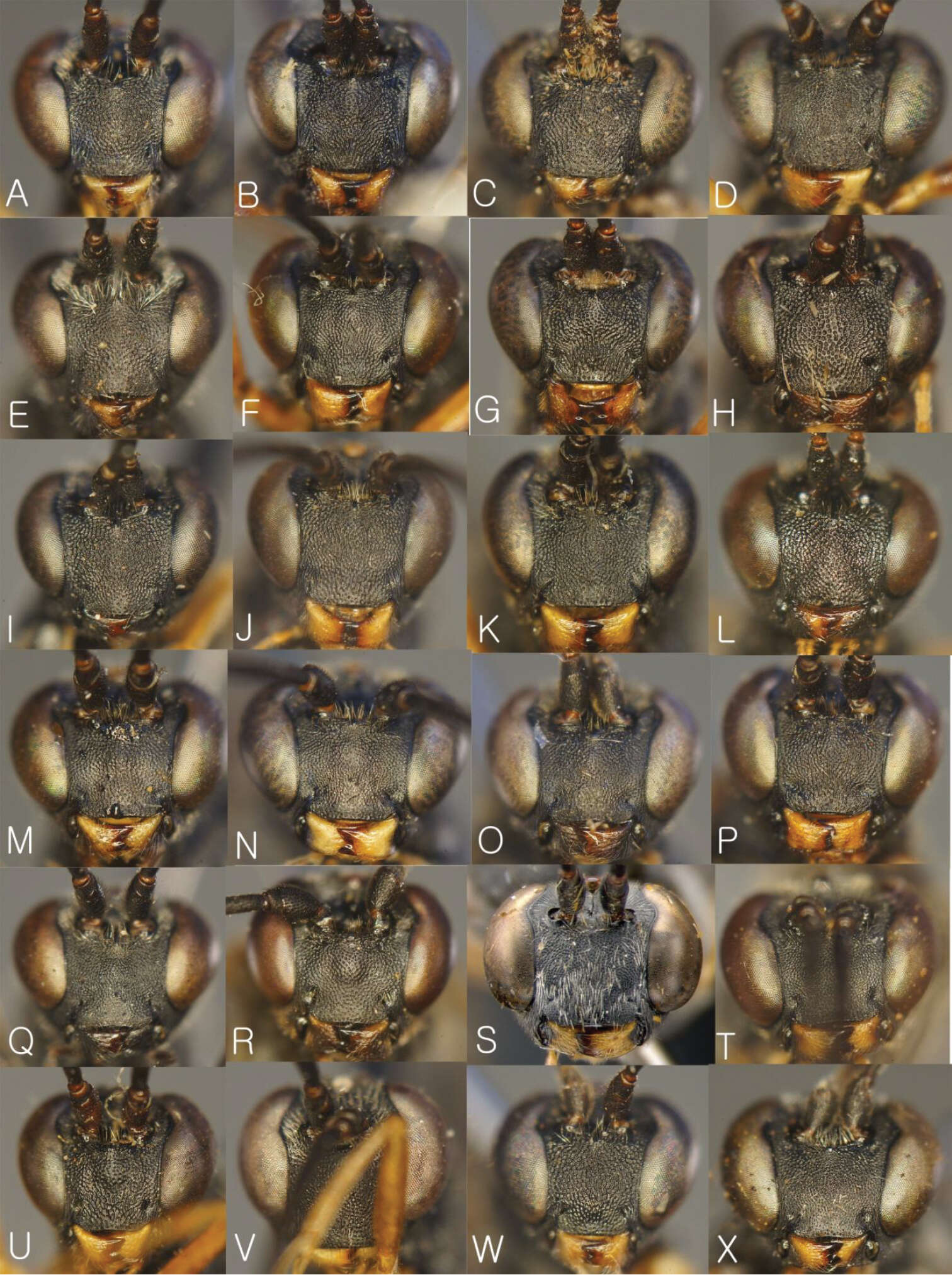 Image de Dusona annexa (Forster 1868)