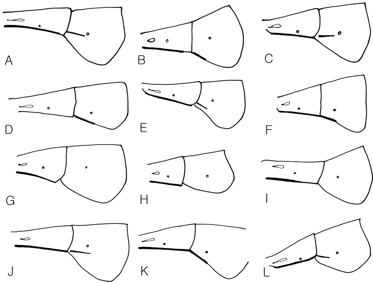 Image de Dusona annexa (Forster 1868)