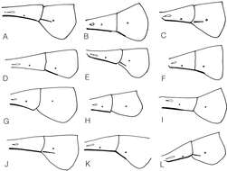 Image of Dusona glauca (Norton 1863)