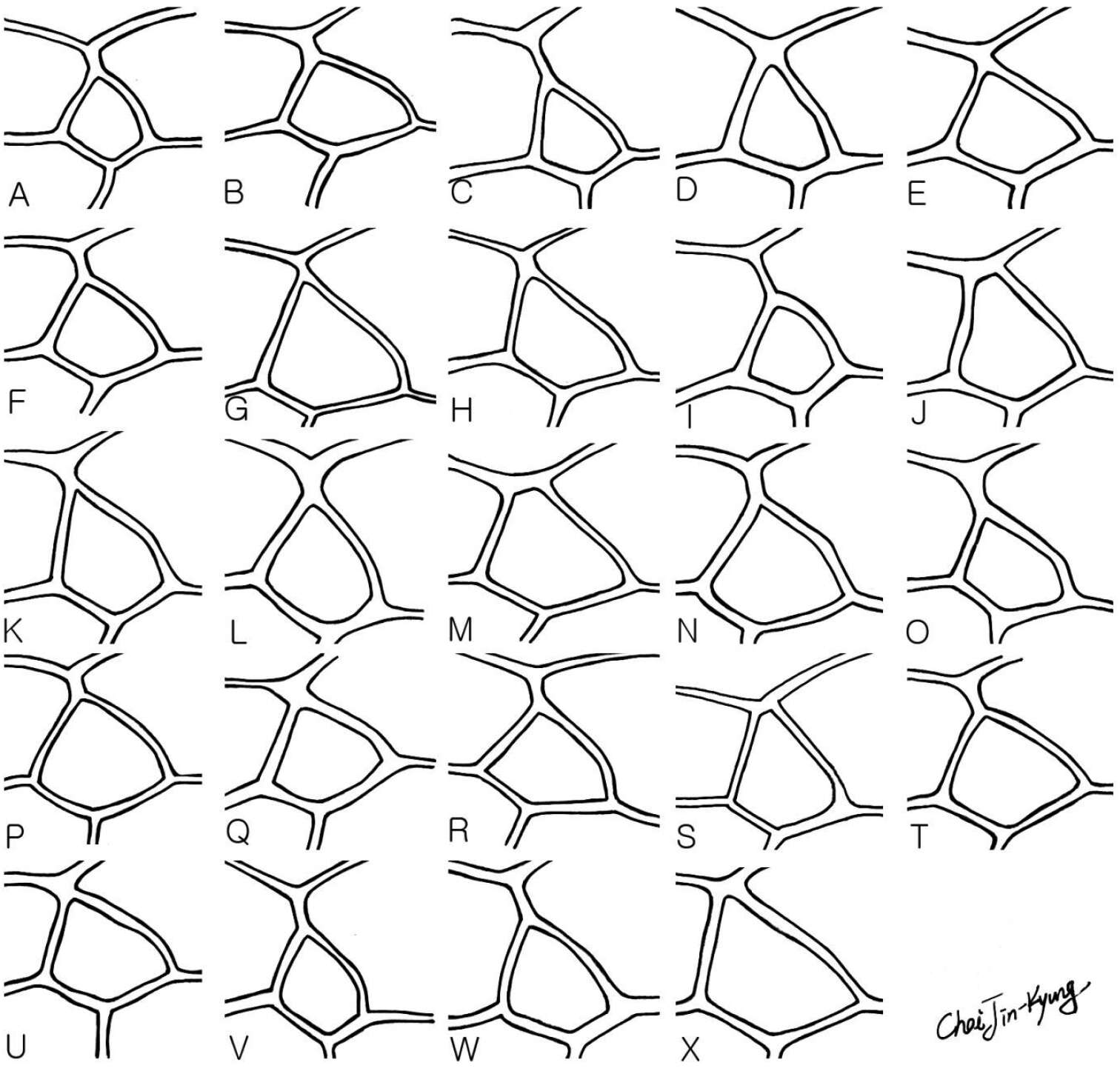 Image of Dusona bellipes (Holmgren 1872)