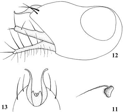 Image of Empidoidea