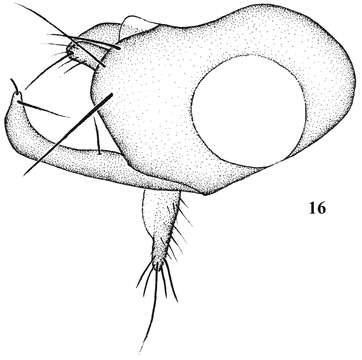 Image of Empidoidea