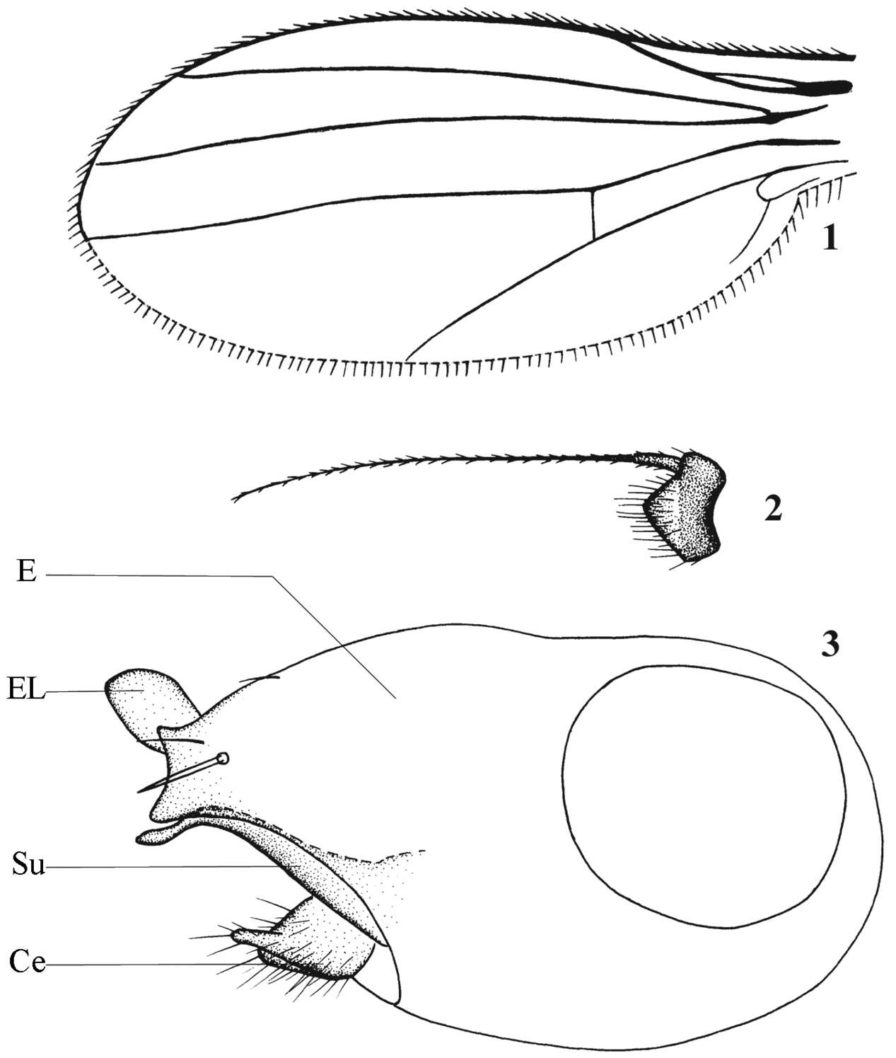 Image of Chrysotimus bifurcatus Wang 2006