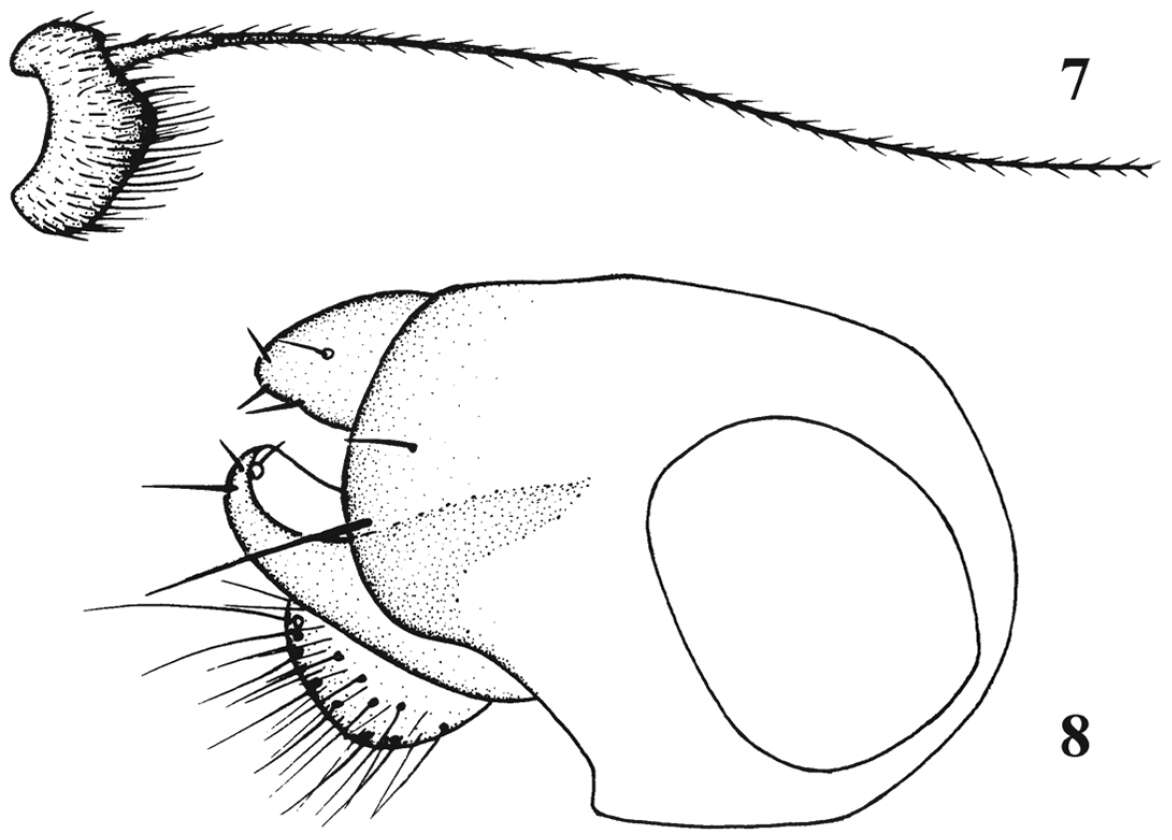 Image of Chrysotimus linzhiensis Wang 2006