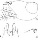 Sivun Chrysotimus tibetensis Wang, Chen & Yang 2014 kuva