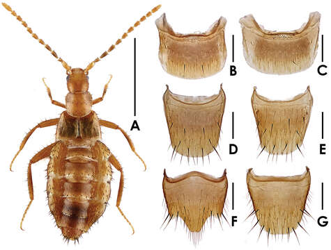 Image of Dioxeuta