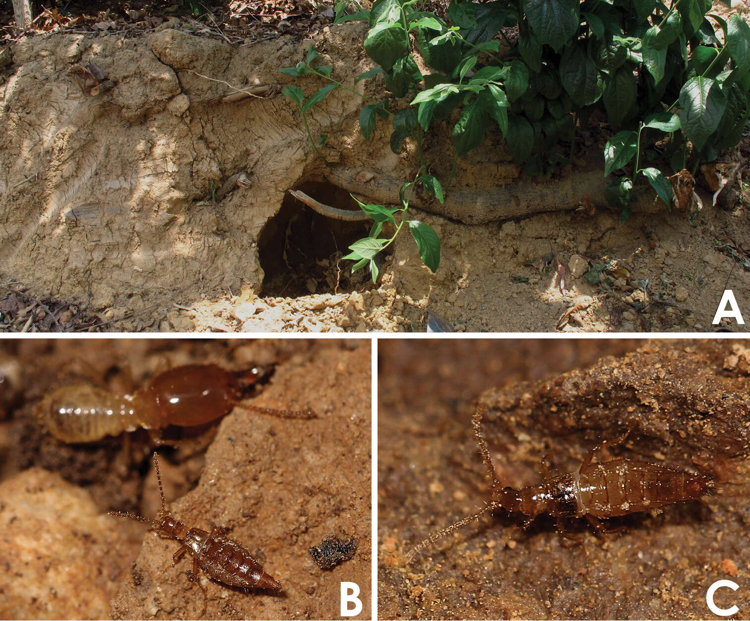 Dioxeuta yunnanensis Song, Xiao-Bin & Li-Zhen Li 2014 resmi