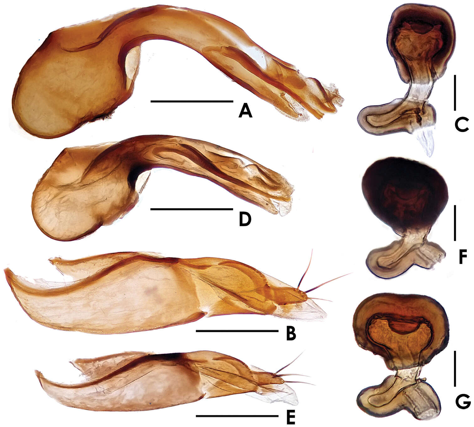 Dioxeuta yunnanensis Song, Xiao-Bin & Li-Zhen Li 2014 resmi