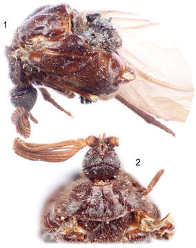 Image of ripiphorid beetles