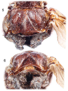 Image of ripiphorid beetles