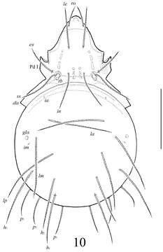 Image of Lasiobelba (Antennoppia) nepalica Ermilov, Shtanchaeva, Subías & Martens 2014