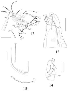 Image of Lasiobelba (Antennoppia) nepalica Ermilov, Shtanchaeva, Subías & Martens 2014