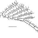 Image of Dendrocerus riograndensis Pezzini & Köhler