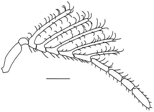 Image of Dendrocerus