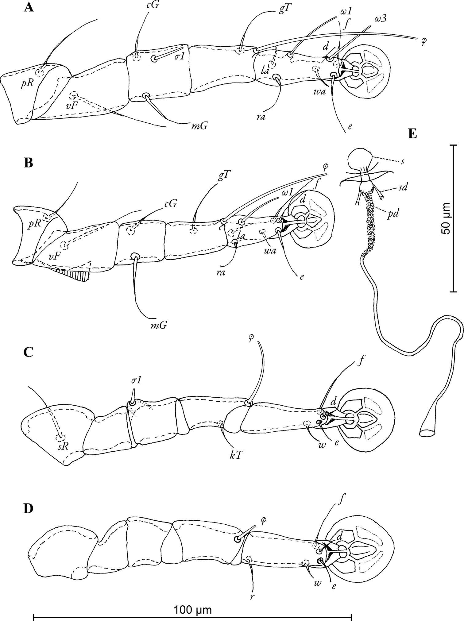 Image de Astigmata