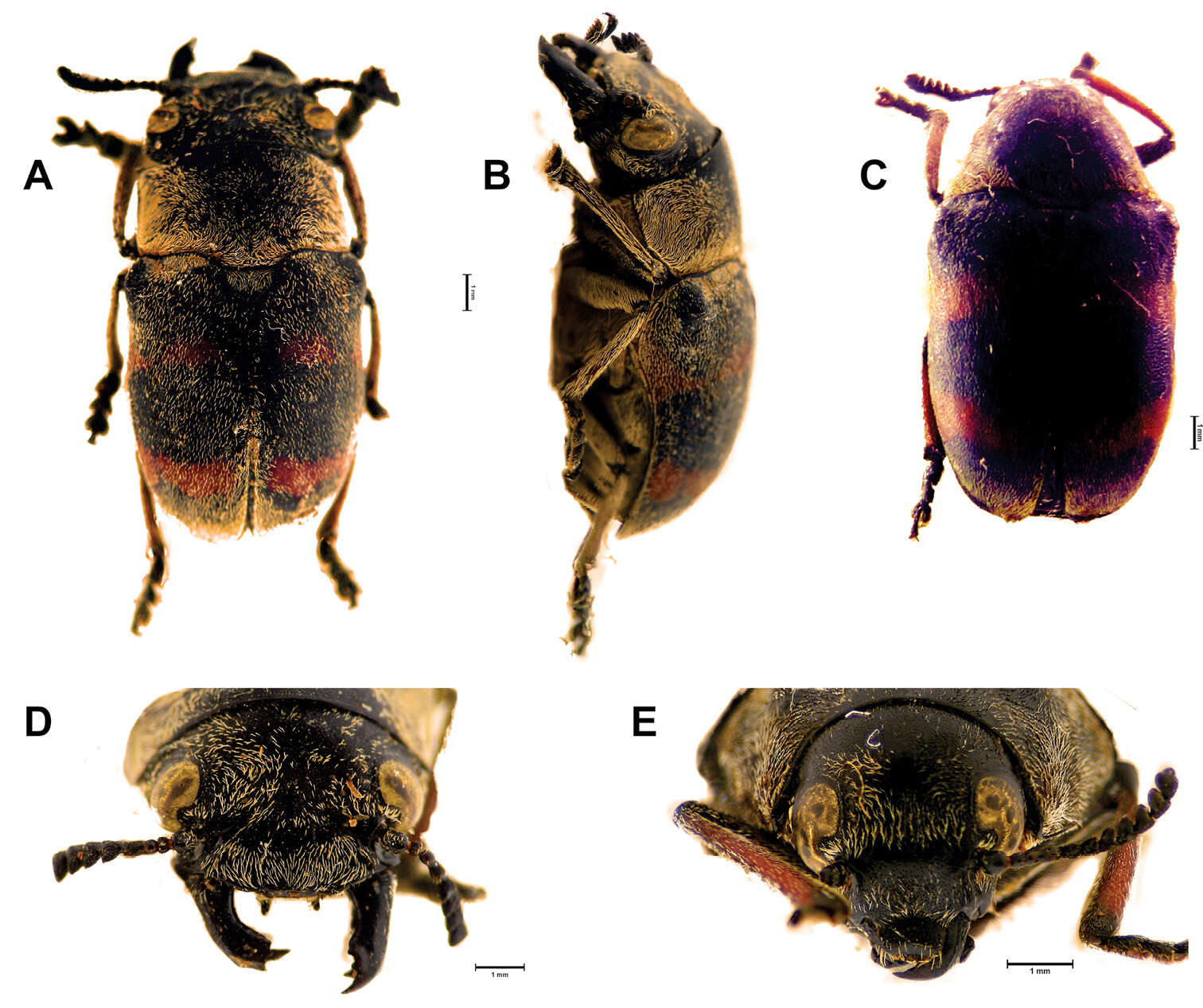 Megalostomis resmi