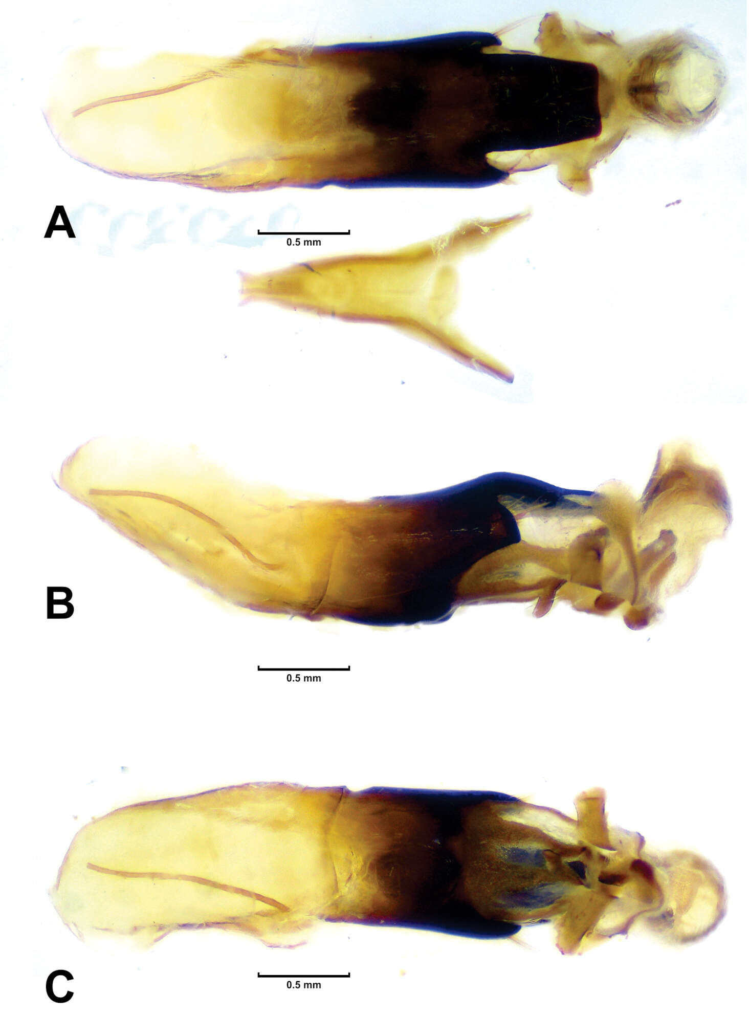 Слика од Megalostomis