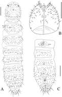 Image of blind springtails