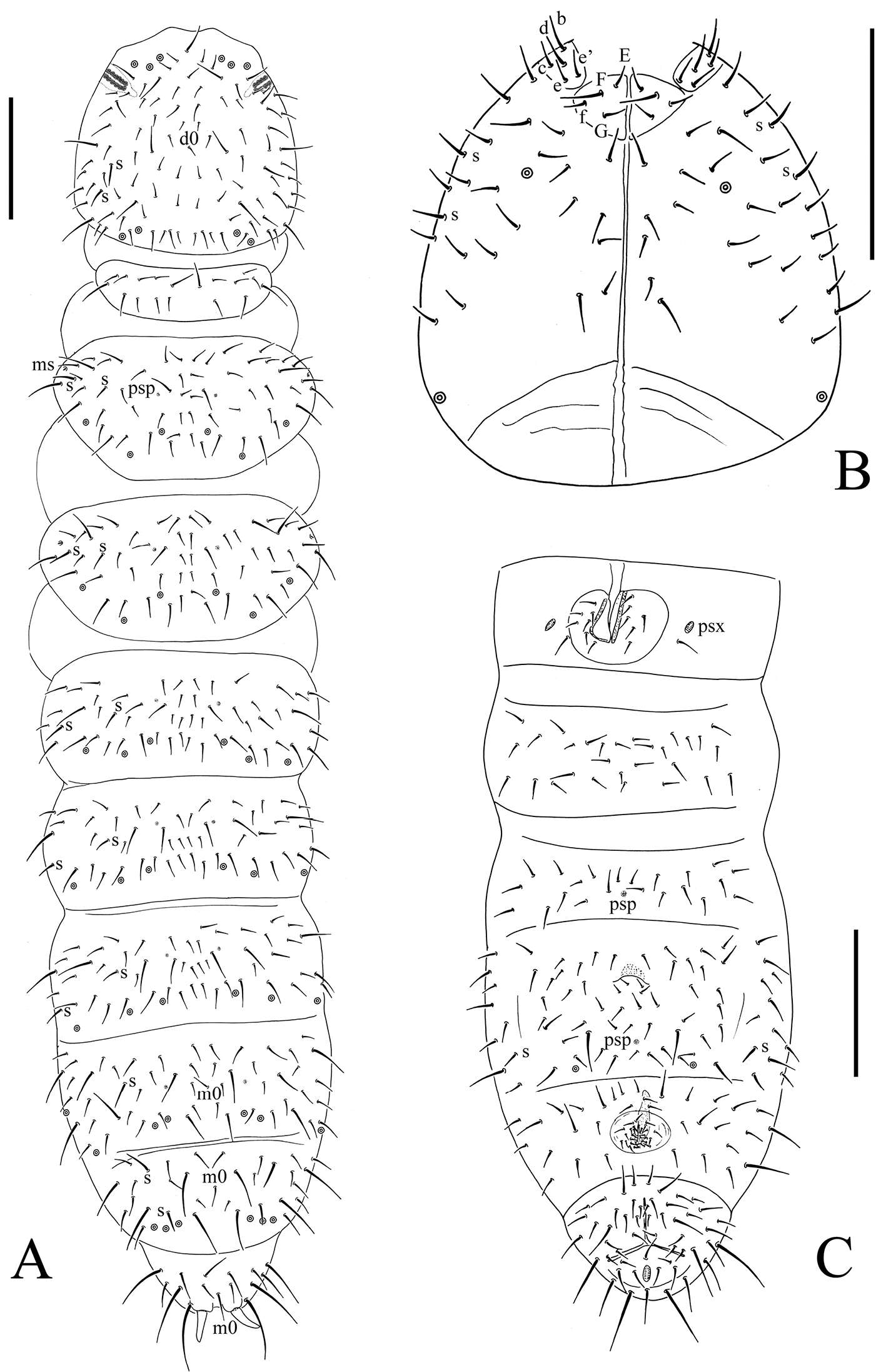 Image of blind springtails