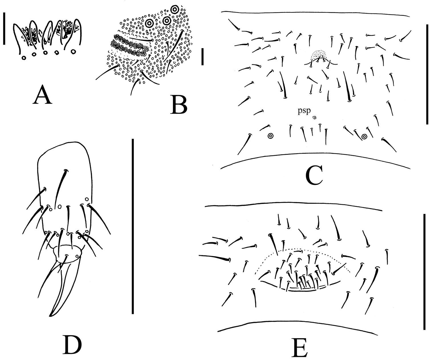 Image of blind springtails