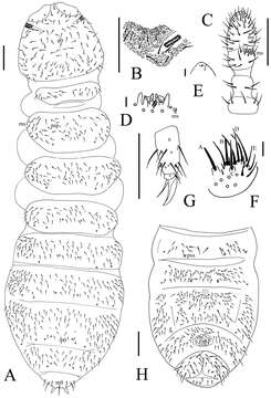 Image of Rootfeeding Springtails